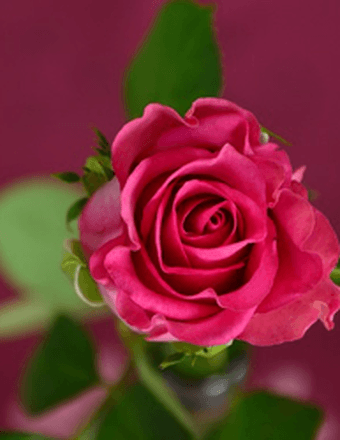 Sherri Deann (Ellis) Horton Obituary